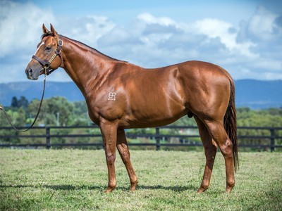 Capitalist At The Top Of Newgate Farm’s Stallion Roster Image 2